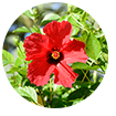 hibiscus